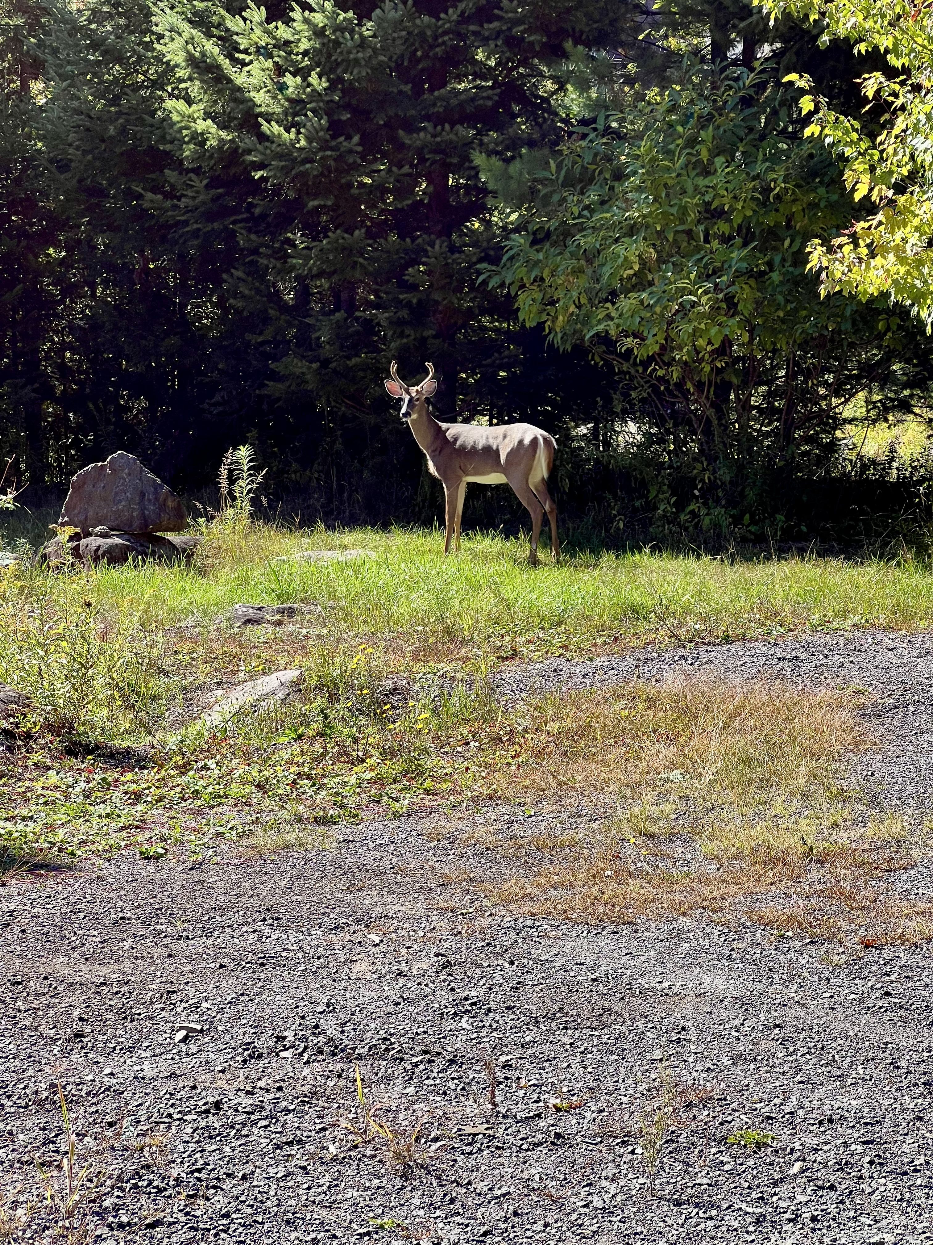 Deer grazing in sunlit yard