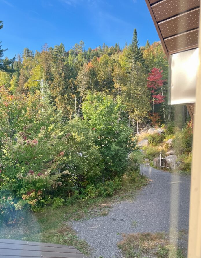 Forest view from the property